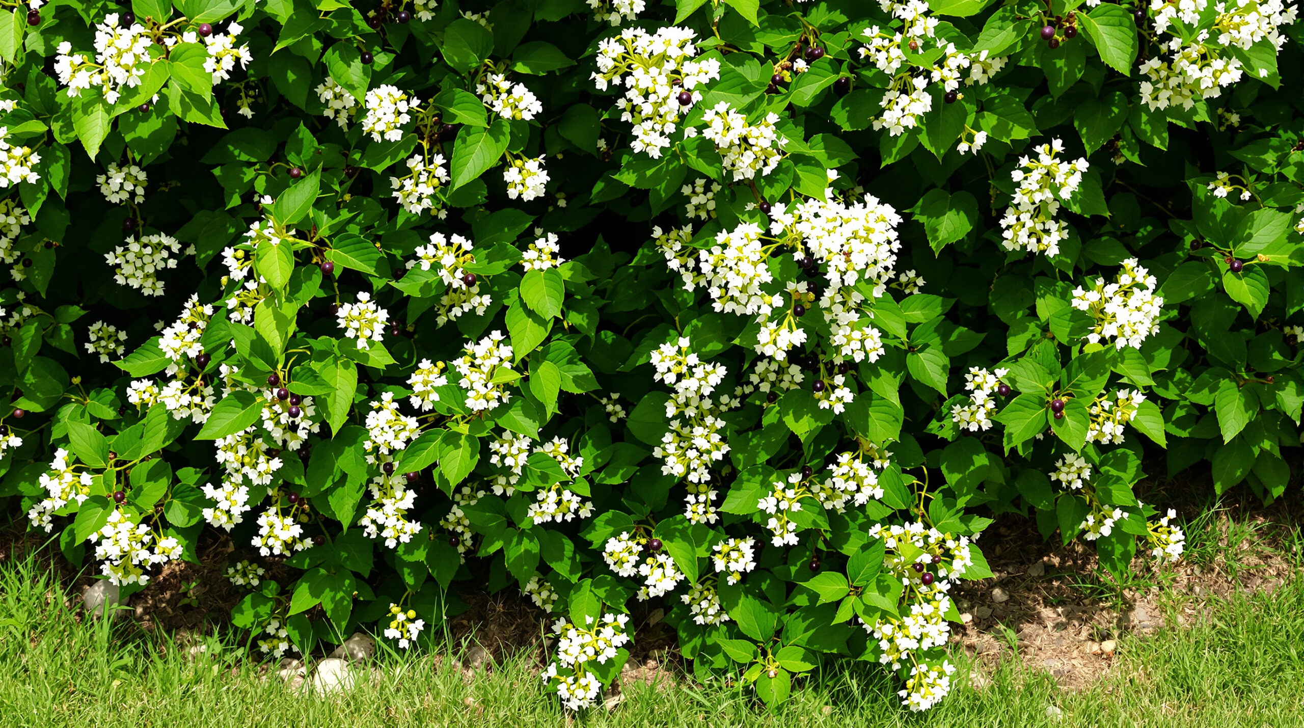 découvrez un répulsif naturel efficace pour éloigner taupes et campagnols de votre jardin. protégez vos plantations et gardez votre espace vert sain sans produits chimiques !